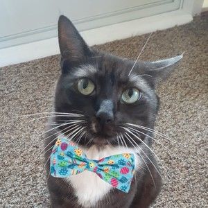 Meet your Posher, Nancy